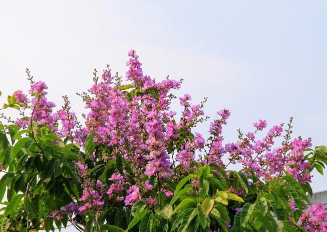 Ngắm bằng lăng tím nở rộ những ngày tháng 4 lịch sử
