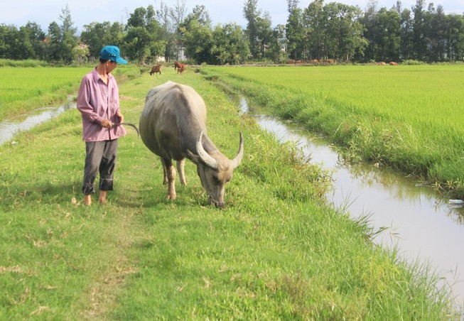 Thông tin mới vụ thu phí trâu bò ăn cỏ ở Quảng Bình