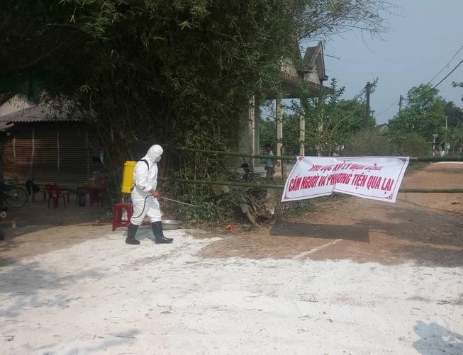 Tiêu hủy nhiều heo rừng nghi bị dịch tả heo châu Phi