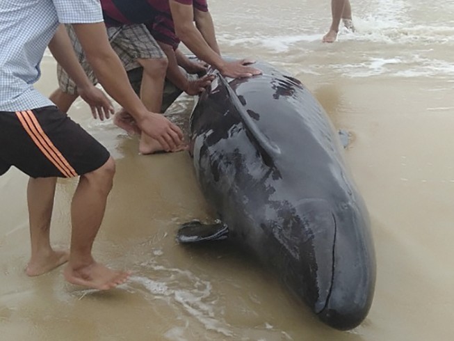 Cá heo nặng hơn 300 kg được người dân đưa trở lại biển