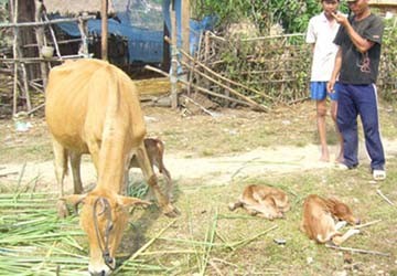 Lạ lùng bò sinh ba