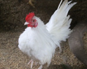 Về đất gà Chợ Lách