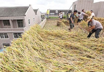 Thiếu đất canh tác, nông dân cày cấy trên nóc nhà