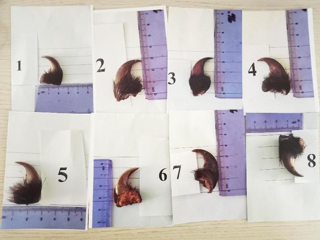 Lãnh 15 tháng tù vì rao bán móng gấu trên mạng xã hội