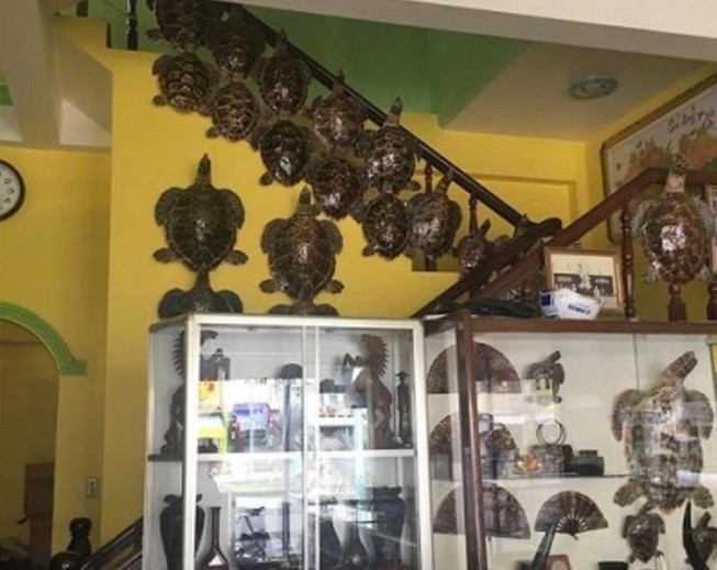 Lãnh án nặng vì buôn bán 14 tiêu bản rùa biển