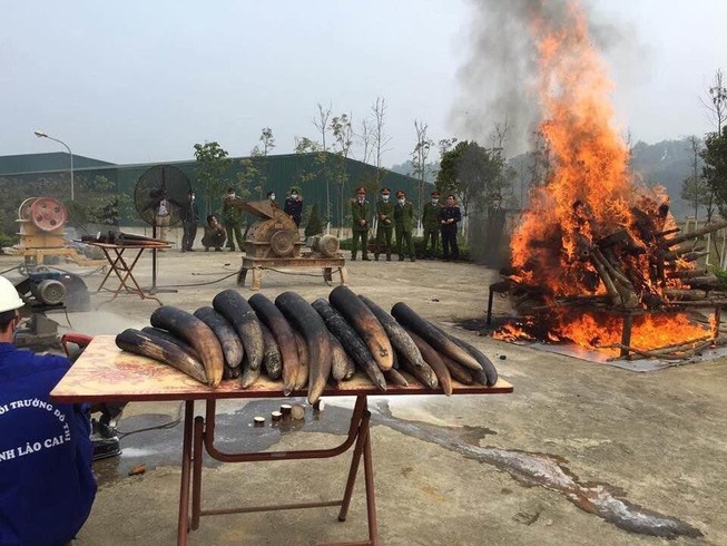 Cần biến tiêu hủy ngà voi trở thành thông lệ tại Việt Nam!