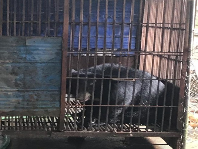 Lãnh 30 tháng tù vì nuôi nhốt động vật hoang dã trái phép