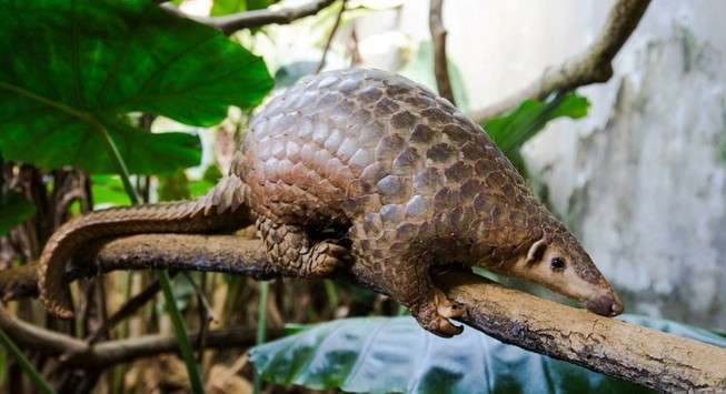 WWF kêu gọi chấm dứt buôn bán và tiêu thụ động vật hoang dã