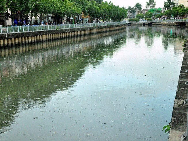 Cá lại nổi đặc kênh Nhiêu Lộc - Thị Nghè
