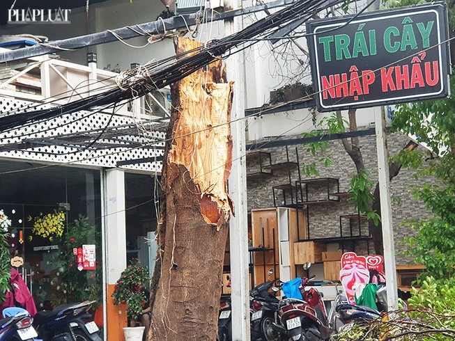 Tân Bình: Cổ thụ gãy đổ có vết cắt ở ngang thân