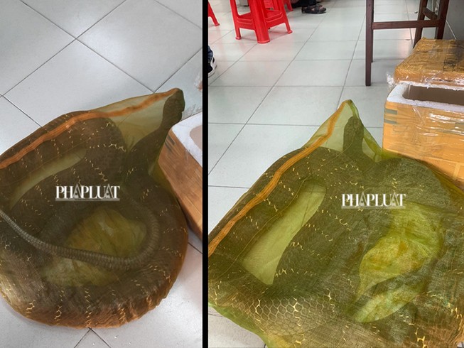 1 người chở con rắn hổ chúa hơn 20kg đi bán ở TP.HCM | An ninh trật tự | PLO