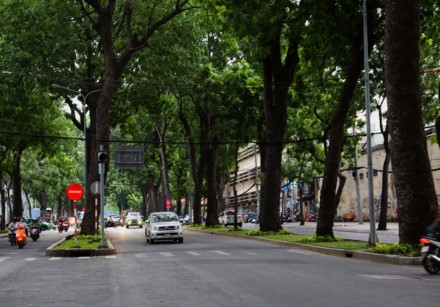 Di dời, đốn hạ 258 cổ thụ để xây cầu Thủ Thiêm 2