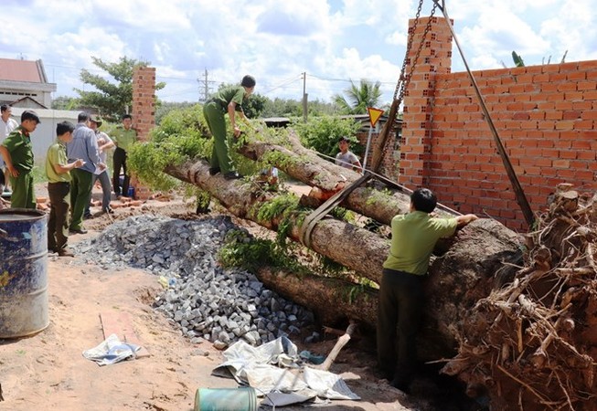 Vụ trộm cây giáng hương 100 tuổi gây xôn xao dư luận