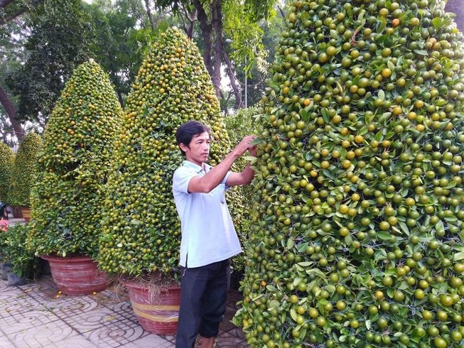 Mẹo chọn quất, mai, đào hợp phong thủy ngày tết