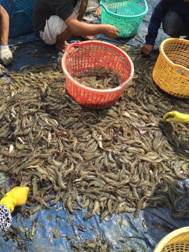 TP.HCM chỉ đạo xử lý việc đưa tạp chất vào tôm