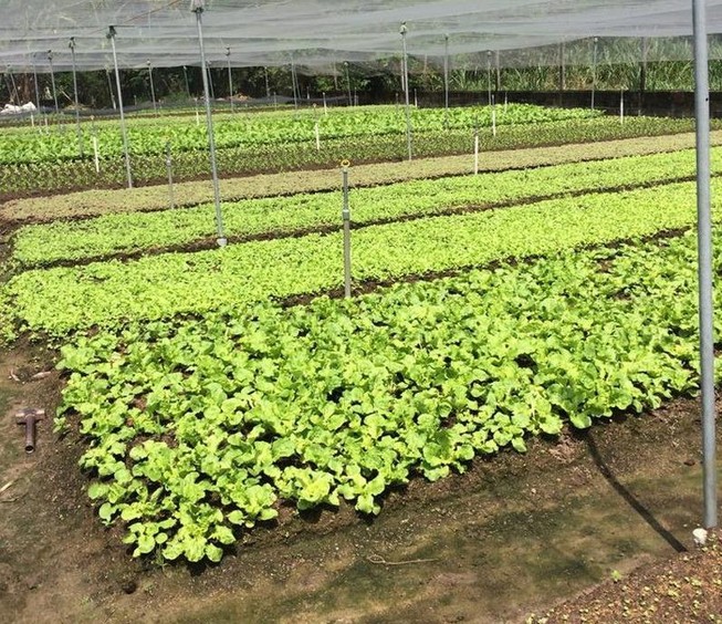 Xây dựng vùng nguyên liệu sản xuất nông sản thực phẩm an toàn