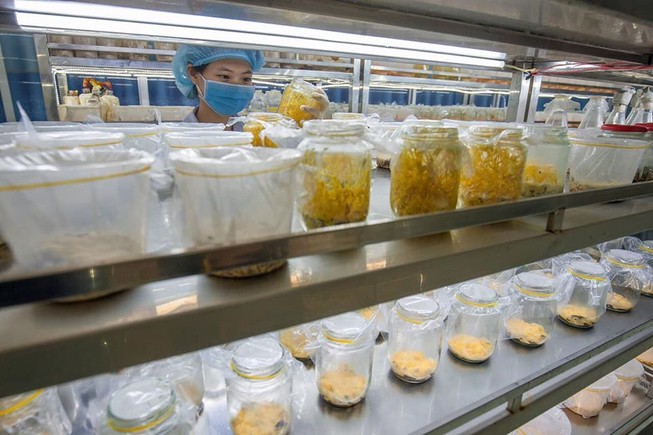 Cách tăng miễn dịch chống virus trong mùa dịch COVID-19