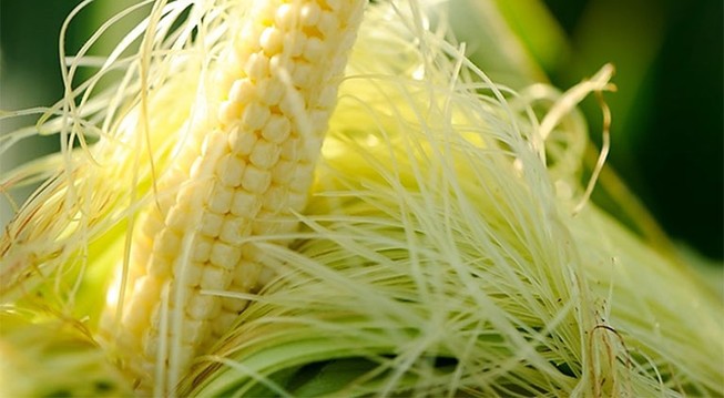 Râu bắp có thể giúp giảm lượng đường trong máu
