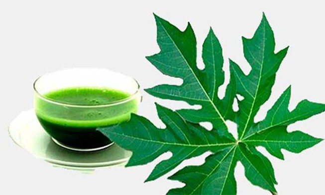 Bất ngờ với tác dụng giải độc của lá đu đủ