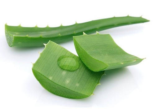 Nha đam có thể chống lại bệnh tiểu đường