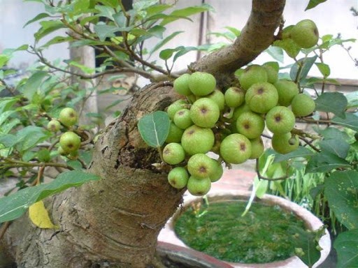 Lợi ích ngăn ngừa bệnh tiểu đường từ quả sung