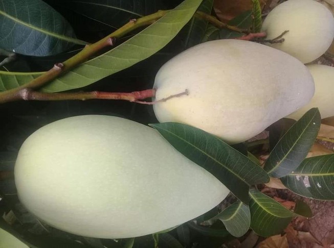 Bất ngờ với lợi ích của lá xoài
