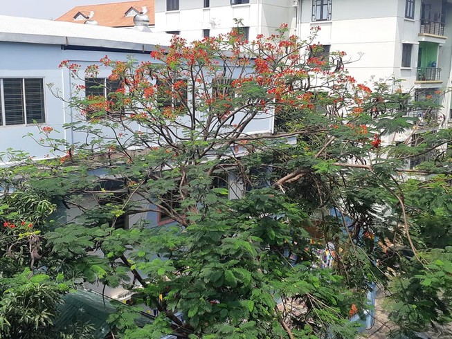 Có nên trồng cây phượng trong sân trường?
