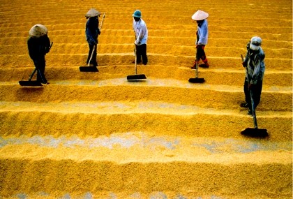 Không doanh nghiệp nào dám bao tiêu sản phẩm dài hạn cho nông dân