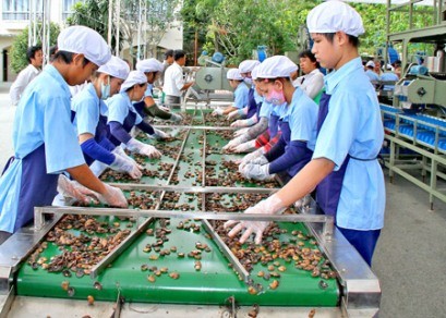 Hạt điều Việt Nam chiếm 50% thị phần thế giới