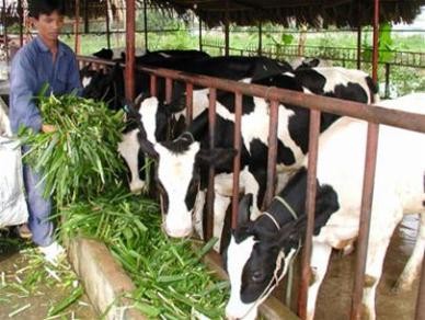 Giá sữa bò Việt Nam cao nhất thế giới