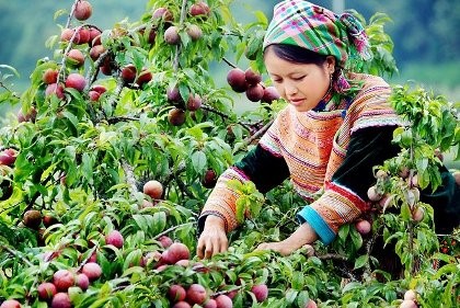 Mận ngon Bắc Hà được chứng nhận nhãn hiệu