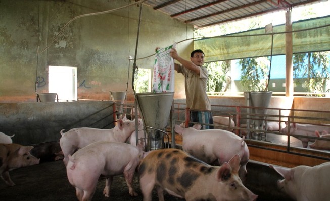 Giá heo 10.000 đồng/kg là tin đồn thất thiệt