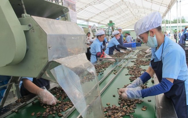 Sâu róm đỏ tấn công, nông dân trắng tay