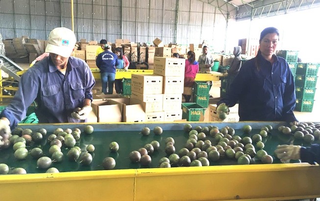 Bầu Đức bán chanh dây Việt sang Thái Lan, châu Âu