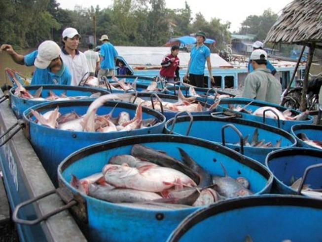 Thương lái Trung Quốc bất ngờ tới tận ao mua cá tra lượng lớn