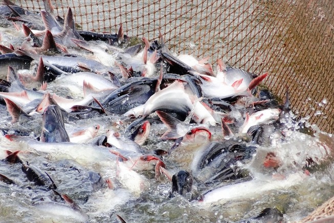Mỹ, Trung Quốc bất ngờ tăng mua cá tra trở lại