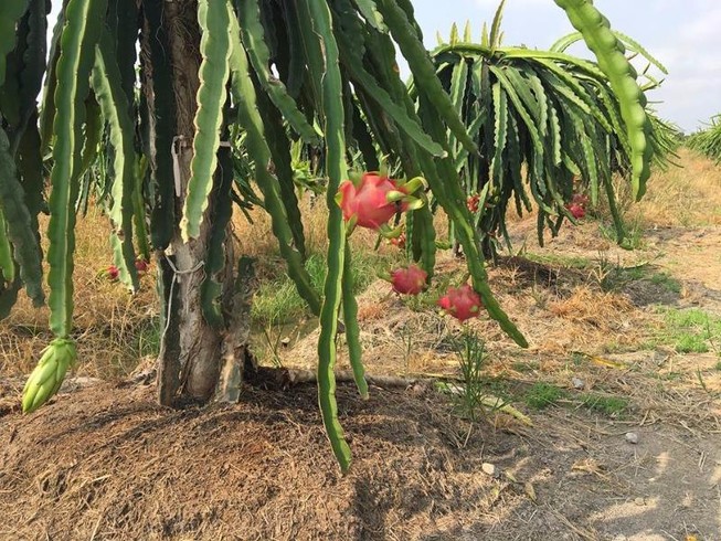 Trồng mãng cầu hoàng hậu công nghệ cao, 180.000 đồng/kg