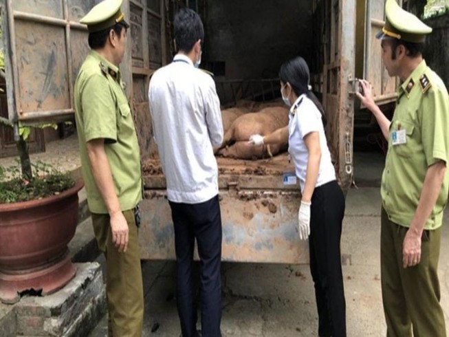 Tóm nhiều vụ bán lậu heo sang Trung Quốc