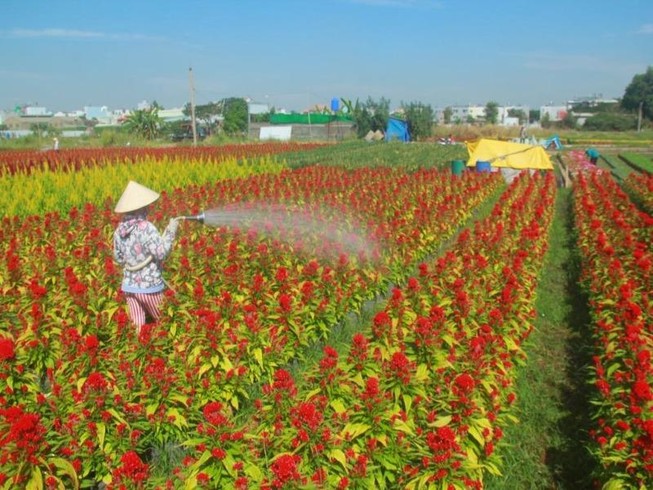 Giá hoa tết tăng, làng hoa TP.HCM phấn khởi