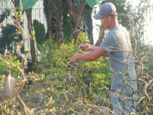 Kiếm tiền triệu nhờ lặt lá mai ngày cận tết
