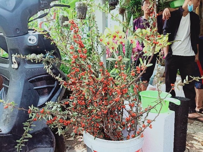 Hoa ngoại nhập lạ gây sốt chợ hoa tết
