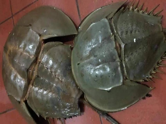 Nhận biết sam biển và so biển để tránh ngộ độc thực phẩm