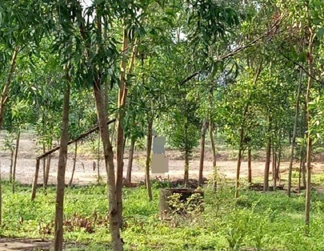 Tìm tung tích thanh niên treo cổ trong rừng tràm