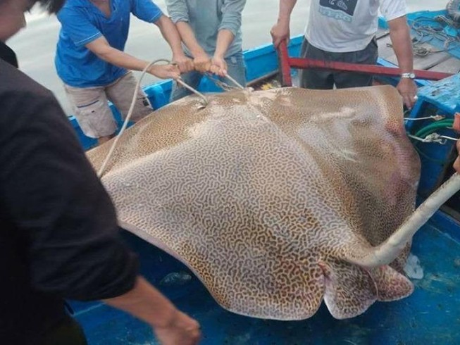Câu được cá đuối khổng lồ trên biển Phan Thiết