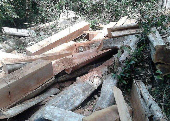 Bắt trạm trưởng bảo vệ rừng Đại Ninh vì bao che phá rừng