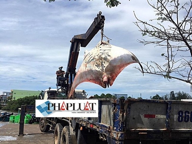 Ngư dân Bình Thuận bắt được cá đuối khủng nặng gần 800 kg
