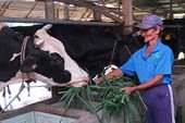 Ngành sữa Việt Nam trước áp lực TPP
