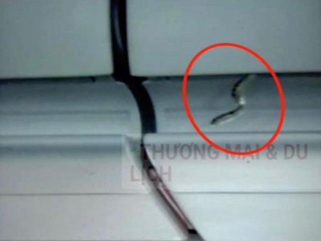 Rắn xuất hiện trên chuyến bay TP.HCM đi Hà Nội