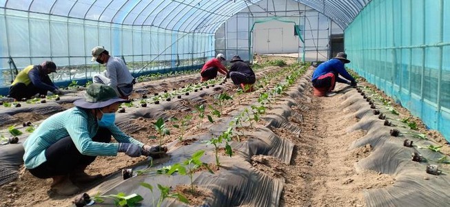Mạo danh đưa lao động sang Hàn Quốc làm việc