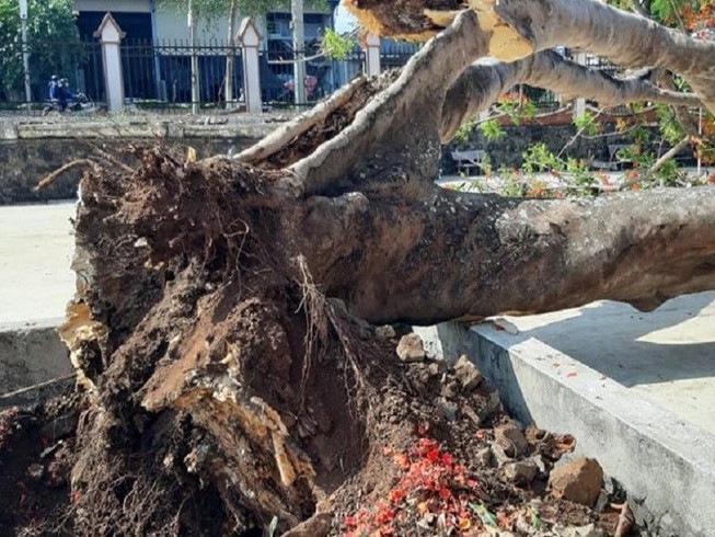 Sau vụ cây đổ, những lưu ý khi trồng cây xanh trong trường học